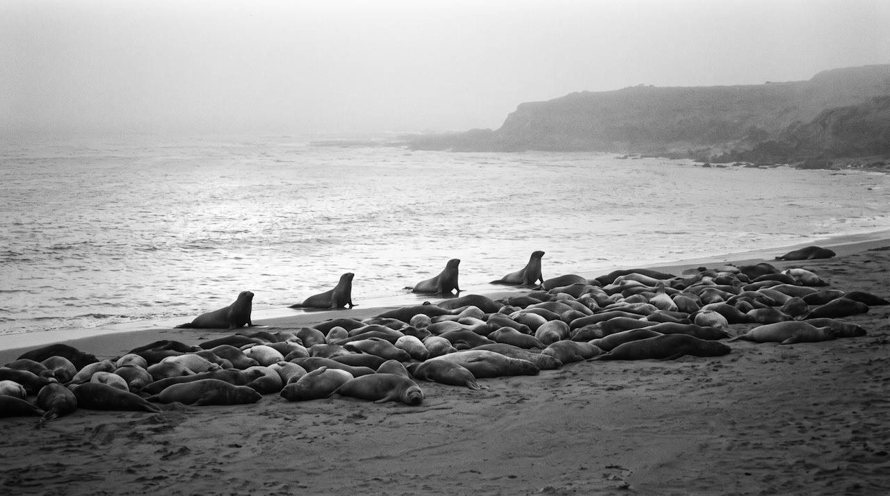 Grainy monochrome long-lens image of a beach in fog, dozens of large dark rounded shapes lying close together on the sand at the water's edge, a few lifted at one end, the sea and the headland behind them fading to grey